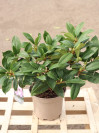 náhled Rododendron 'Blue Peter'