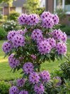 náhled Rododendron 'Graal Müritz'