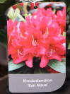 náhled Rododendron 'Karl Naue'