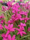 náhled Rhodohypoxis mil. 'Claudia'