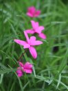 náhled Rhodohypoxis mil. 'Claudia'