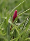 náhled Rhodohypoxis mil. 'Claudia'