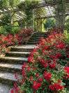 náhled Růže půdopokryvná 'Rote The Fairy'