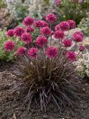 náhled Trávnička přímořská 'Vesuv' (Rubrifolia)
