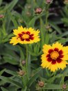 náhled Krásnoočko velkokv. 'Solena ® Yellow - Red'