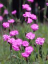 náhled Hvozdík sivý 'Pink Jewel'