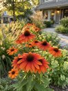 náhled Třapatkovka nachová 'Prairie Blaze Orange Sunset'