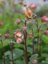 náhled Kuklík ´Tempo Rose´