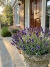 náhled Levandule lékařská 'Aromatico Blue Compact'