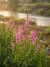 náhled Kyprej vrbice JS® 'Pink Tails'