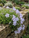 náhled Plamenka šídlolistá 'Emerald Cushion Blue'