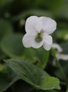 náhled Violka ´Albiflora´