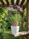 náhled Tulbaghia 'Flamingo'