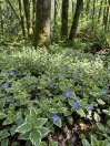 náhled Barvínek větší 'Variegata'