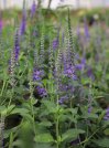 náhled Rozrazil klasnatý 'Ronica Blue'