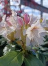 náhled Rododendron 'Cunningham's white'