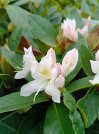 náhled Rododendron 'Cunningham's white'