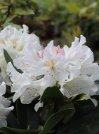 náhled Rododendron 'Cunningham's white'