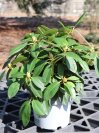 náhled Rododendron 'Percy wiseman'