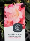 náhled Rododendron 'Percy wiseman'