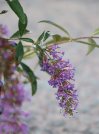náhled Komule Davidova 'Nanho Purple'