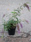 náhled Komule Davidova 'Nanho Purple'