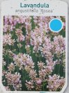 náhled Levandule lékařská 'Rosea'