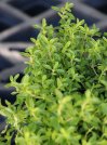 náhled Mateřídouška citronová 'Aureus'