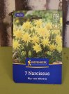 náhled Dvojitý narcis 'Rip van Winkle'