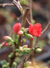 náhled Kdoulovec lahvicovitý 'Rubra'