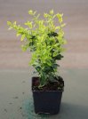 náhled Brslen Fortuneův 'Emerald'n Gold'