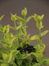 náhled Brslen Fortuneův 'Emerald'n Gold'