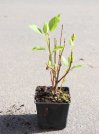 náhled Hortenzie stromečkovitá 'Annabelle'