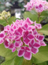náhled Hortenzie velkolistá 'Camilla'