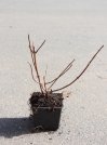 náhled Hortenzie latnatá 'Sundae Fraise'