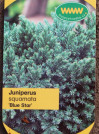 náhled Jalovec šupinatý 'Blue Star'