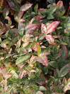 náhled Nandina domácí 'Twilight' ®