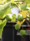náhled Aktinidie význačná 'Issai' - Kiwi samosprašné