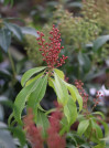 náhled Pieris japonský 'Bonfire'