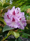 náhled Rododendron 'Blue Peter'