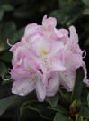 náhled Rododendron 'Gomer Waterer'
