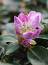 náhled Rododendron 'Gomer Waterer'