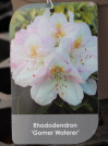 náhled Rododendron 'Gomer Waterer'
