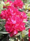náhled Rododendron 'Karl Naue'