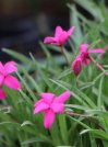 náhled Rhodohypoxis mil. 'Claudia'