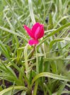 náhled Rhodohypoxis mil. 'Claudia'