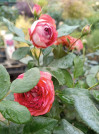 náhled Růže 'Pompeji