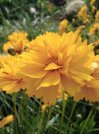 náhled Krásnoočko přeslenité ´Grandiflora´