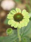náhled Třapatkovka nachová 'Prairie Blaze Vintage Lime'