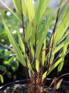 náhled Rákosovka velká 'Albostriata'